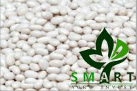 Smart Agro Invest LLC : Kidney Beans "Mavka" from Ukraine