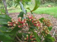 CLOVES (Origin: Madagascar, Sri Lanka, Comoros)