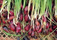 Dayak Onion (Eleutherine palmifolia (L.) Merr)