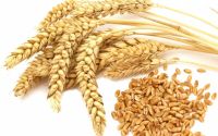 Wheat export from Kazakhstan