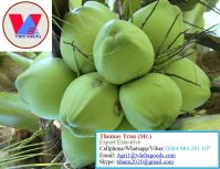 FRESH YOUNG COCONUT - HIGH QUALITY FROM VIETNAM- +84-984261107