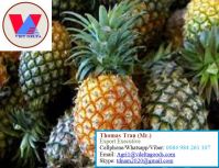 FRESH PINEAPPLE - HIGH QUALITY FROM VIET NAM +84-984261107