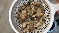 Straw Mushroom Pieces and Stem in Brine from Vietnam