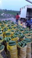 Fresh cucumbers