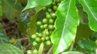 Arabica green coffee beans