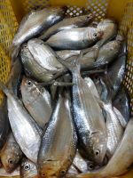 Sardine whole for canning factory