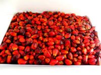 Palm Kernel 