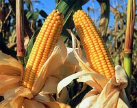 Dry Maize