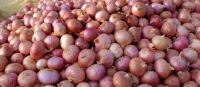 fresh red onion