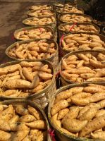 Cileumbu Sweet Potatoes