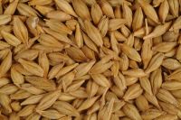 Barley (Russia Origin)