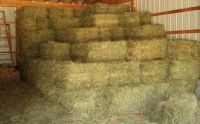 Quality Certified Alfalfa Hay Animal Feed