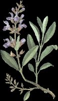 Herbal Tea: Salvia Officinalis