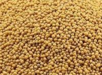 Pure Yellow Mustard Seeds