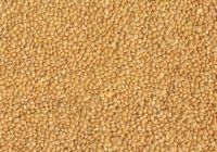 https://jp.tradekey.com/product_view/Best-Quality-Yellow-Millet-8630053.html
