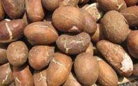 Bitter Kola Nut