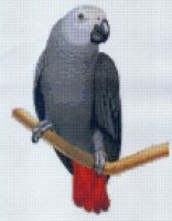 African Grey Parrot Counted Cross Stitch Kit