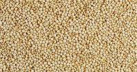 Conventional White Quinoa High Quality