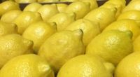 Superior Quality Fresh Lemons