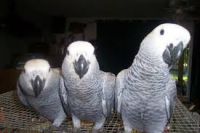Parrots and ostrich chicks with eggs for sale 