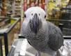 African Gray parrots and other live birds available 