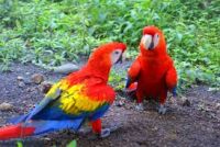 Macaw parrots and other live birds available 