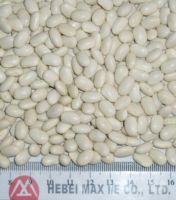 White Kidney Beans. Japan Type