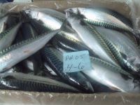 Atlantic mackerel