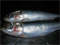 Oman Sardine Fish