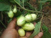 green small aubergine egg plant