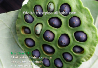 Black Lotus seeds