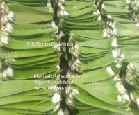 aloe vera leaf