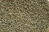 Pearl Millet