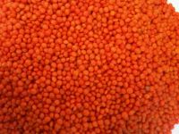 Red Lentil