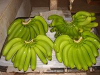 Fresh Green Cavendish Banana Grade A