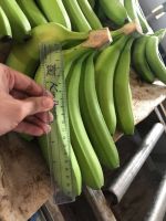 Fresh Green Cavendish Banana