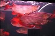 Asian Red Arowana Fish, Super Red Arowana, Black Diamond Stingray Fishes for Sale