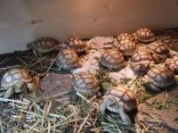 Elegans,Radiated, Egyptian,Russian, Leopard, Galapagos, Hermann's,Star,Sulcata Tortoises and Other Turtles.