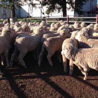 Boer Goat, Kalahari Red, merino Sheep, Doper Sheep, Bull