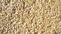 Sesame Seeds Available For Sale And Export