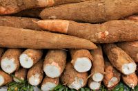 Fresh Cassava And Cassava Chips For Sale