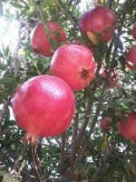 wonderful pomegrante