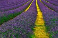 Pure Biological Lavender Oil - Lavandula Angustifolia
