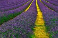 Pure Lavender Oil - Lavandula Angustifolia