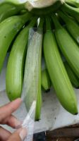 FRESH CAVENDISH BANANA