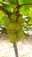 Red Globe Grape and Sucraone grape 