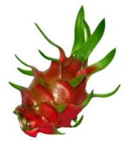 dragon fruit (pitaya) white flesh