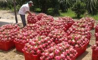 dragon fruit (pitaya) white flesh