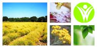 Helichrysum Italicum Essential oil