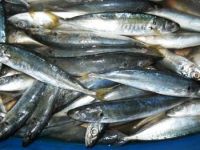 Lajang scad mackerel